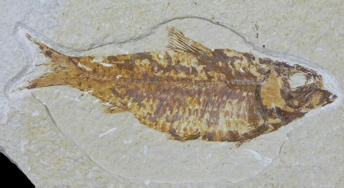 Knightia Fossil Fish - Wyoming #59824